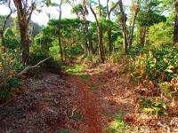 Honokaa hike: Kalopa State Park