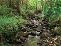 Kaneohe hike: Nakoa Trail in Ahupua'a O Kahana State Park