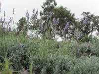 Kula thingtodo: Ali'i Kula Lavender Farm