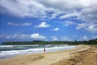 Pine Trees aka Waioli County Beach Park