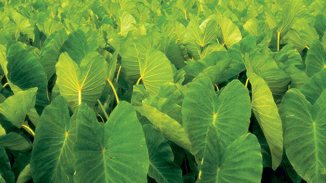 Kauai Farmer's Markets