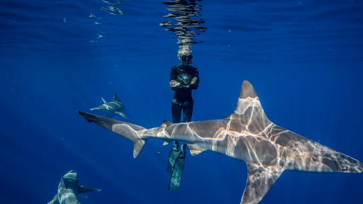 Safety Tips When Swimming With Sharks