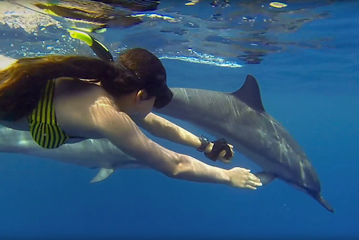 Spinner Dolphins In Hawaii