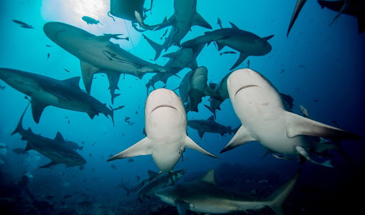 Swim With Sharks In Hawaii