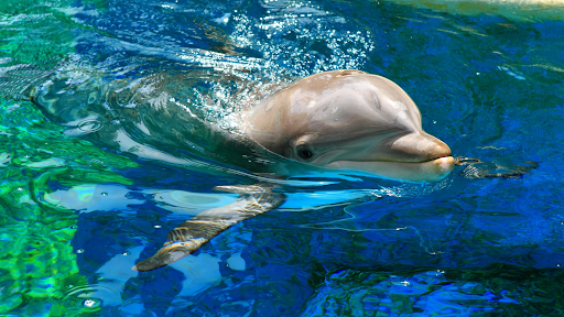 Swim with Dolphins in Hawaii