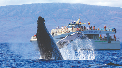 Whale Watching in Hawaii