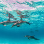 Best Places to Snorkel in Hawaii