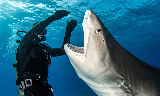 swimming with sharks in Hawaii