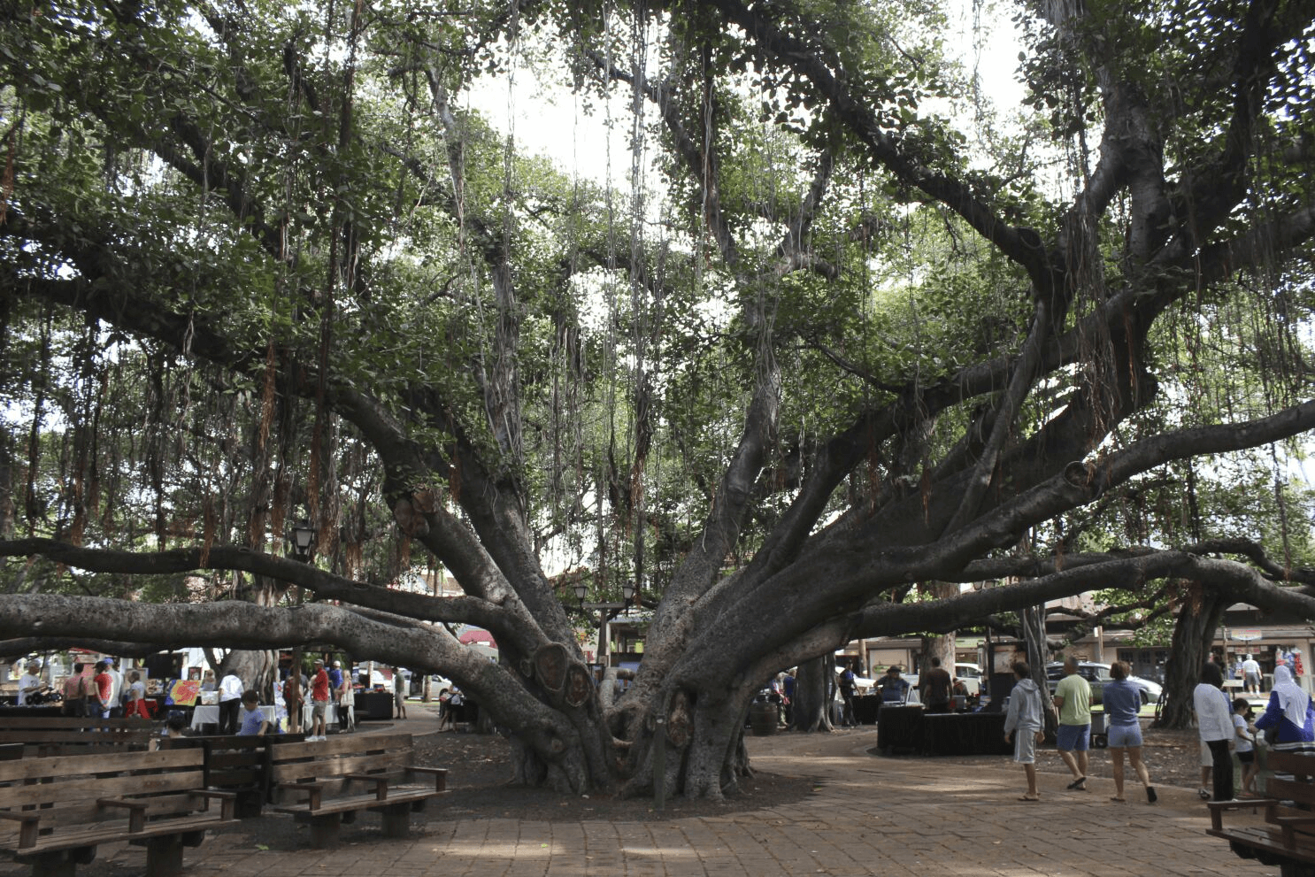 Largest banyan tree in Hawaii