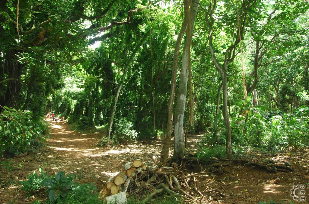 Honolua Jungle, The jungle on the pathway to Honolua Bay, mikebelgard@sbcglobal.net