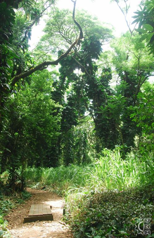 Honolua Jungle, The jungle on the pathway to Honolua Bay, mikebelgard@sbcglobal.net