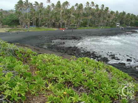 Naalehu beach: Punalu'u Black Sand Beach Park