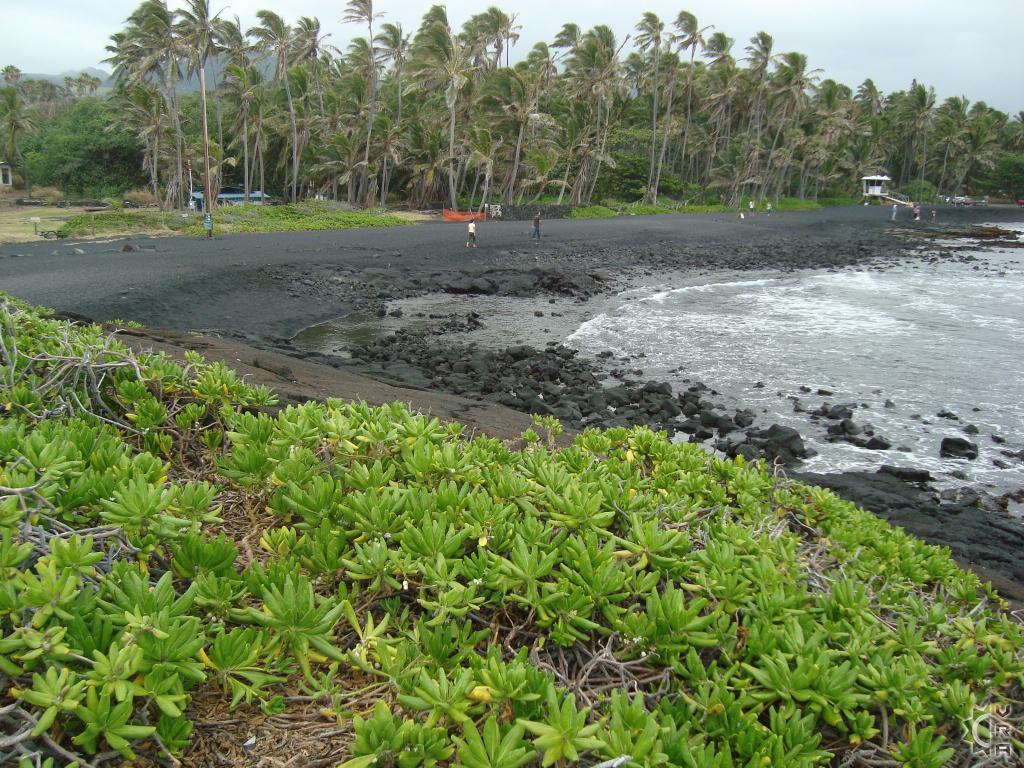 Punaluu Black Sand Beach Hawaii