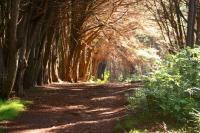 Makawao hike: Olinda Forest (Waihou Springs Trail)