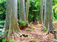 Huelo hike: Keanae Arboretum