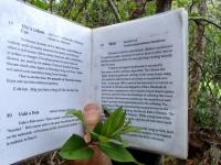 Waimea hike: Nature Trail at Koke'e State Park