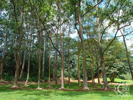 Wailua hike: Wailua arboretum
