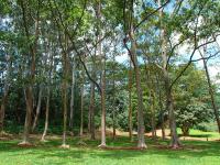 Wailua hike: Wailua arboretum