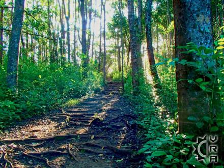 Honolulu hike: Tantalus Makiki Valley Looping Trail System