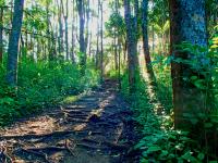 Honolulu hike: Tantalus Makiki Valley Looping Trail System