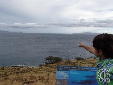 Maalaea thingtodo: Whale Watching at Papawai Scenic Lookout