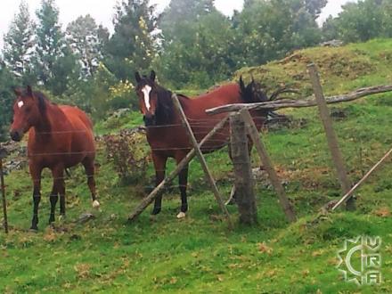 Kula thingtodo: Horseback riding at the Thompson Ranch