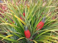 North Shore thingtodo: Dole Pineapple Plantation