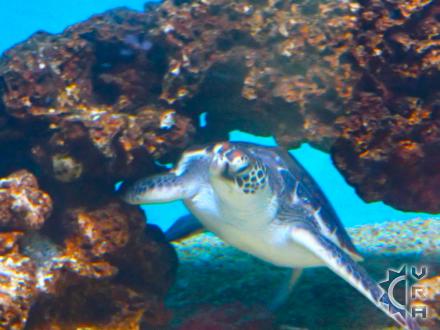 Waikiki thingtodo: Waikiki Aquarium