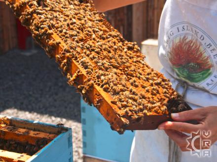 Captain Cook thingtodo: Tour the Hives at the Big Island Bees Company