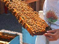 Captain Cook thingtodo: Tour the Hives at the Big Island Bees Company
