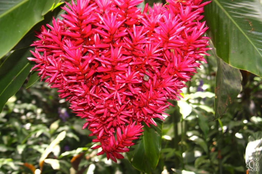 Hawaiian Tropical Botanical Garden In Hilo Big Island Hawaii