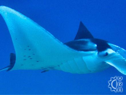 Kona thingtodo: Night diving with Manta Rays