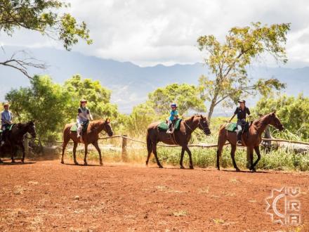 Haleiwa thingtodo: Happy Trails Horseback Rides