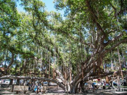 Lahaina thingtodo: Banyan Tree Park