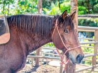 Lahaina thingtodo: Lahaina Stables