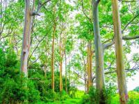 Hana thingtodo: Painted Forest - Rainbow Eucalyptus Trees